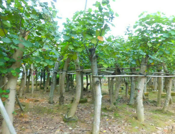 黃槿